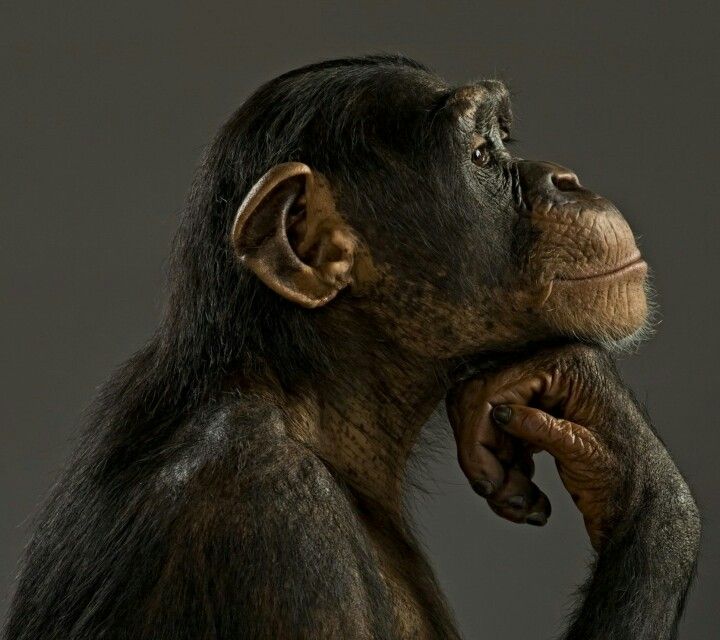 Monkey